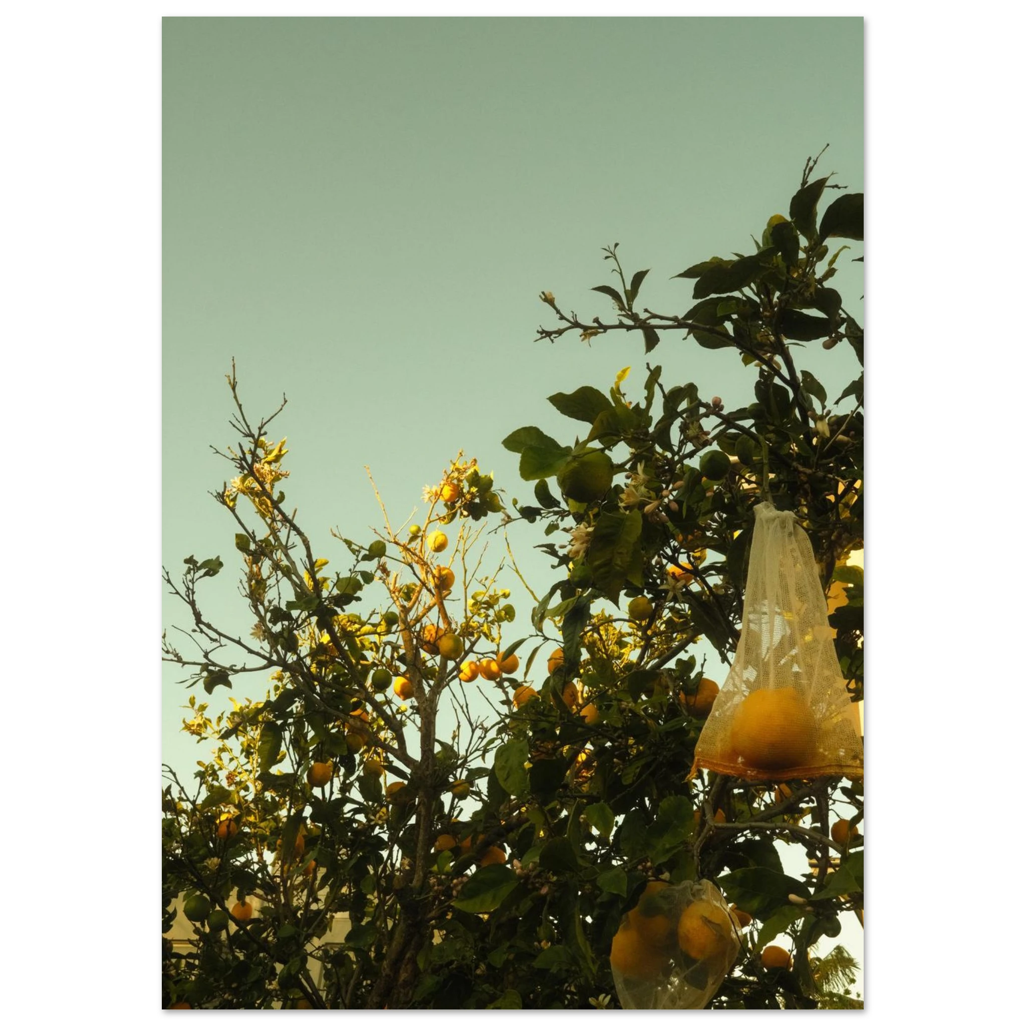 fcfd3e65-2769-4b68-9fb4-b010098d3f4e